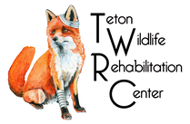 Teton Wildlife Rehabilitation Center